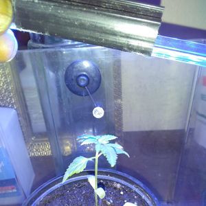 Meet your Posher, Deangelo